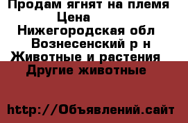 Продам ягнят на племя › Цена ­ 150 - Нижегородская обл., Вознесенский р-н Животные и растения » Другие животные   